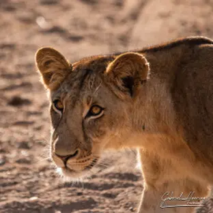 Lioness portrait in warm light during a Ruaha photographic safari