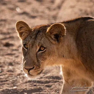 Lioness portrait in warm light during a Ruaha photographic safari