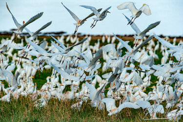 Bird photography opportunity during a Northern Tanzania safari