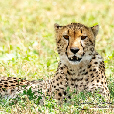 Cheetah on the Ndutu plains during a photographic safari in Tanzania