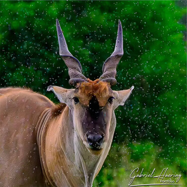 Eland in the rain in Tarangire National park during a photographic safari in Tanzania