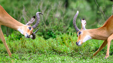 Two male impala fighting in Ndutu during the calving season in a Photographic safari in Tanzania