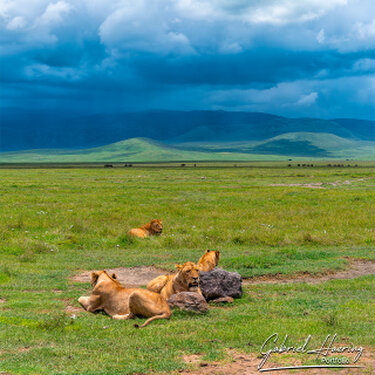 Lions in the Ngorongoro crater during a photographic safari in Tanzania