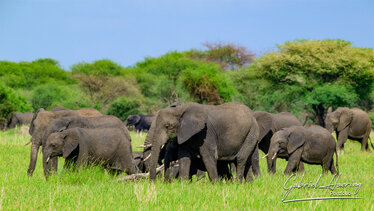 Elephants in Tarangire National Park during a Tanzania photographic safari