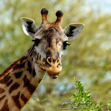 Giraffe under acacia trees in Katavi National Park, Tanzania