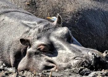 Hippo with aigrette portrait in Chobe National Park, Botswana, photographed during a guided photographic safari.