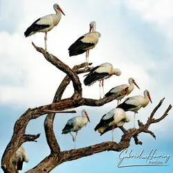 Storks resting on a tree in Tarangire National Park, Tanzania, photographed during a guided photographic safari.
