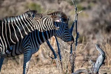 Zebra portrait in Serengeti National Park, Tanzania, photographed during a guided photographic safari.