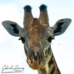 Giraffe portrait in Mkomazi National Park, Tanzania, photographed during a guided photographic safari.