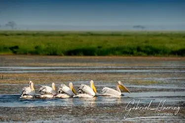 Pelicans in Amboseli National Park, Kenya, photographed during a guided photographic safari.