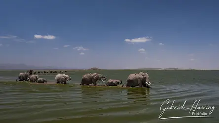 Herd of elephant crossing the swamp in Amboseli National Park, Kenya, photographed during a guided photographic safari.
