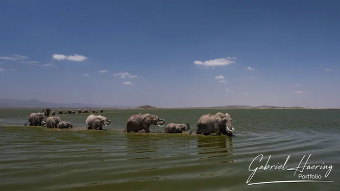 Elephant - A collection of pictures taken during photographic safaris in different african countries and national parks