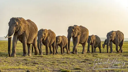 Herd of elephant crossing the plain in Amboseli National Park, Kenya, photographed during a guided photographic safari.