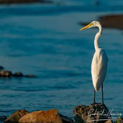 Heron in Lake Natron, Tanzania, photographed during a guided photographic safari.