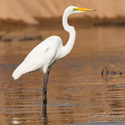 Aigrette portrait in Nyerere National Park, Tanzania, photographed during a guided photographic safari.