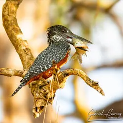 Kingfisher with fish on a tree in Nyerere National Park (former Selous), Tanzania, photographed during a guided photographic safari.