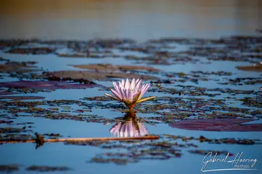 Okavango Delta National Park, Botswana, photographed during a guided photographic safari.
