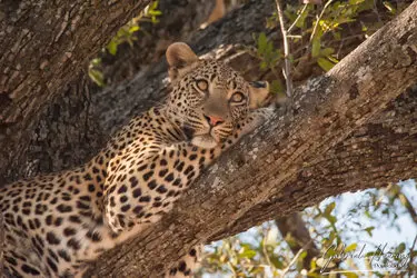 Leopard on a tree in Okavango Delta National Park, Botswana, photographed during a guided photographic safari.