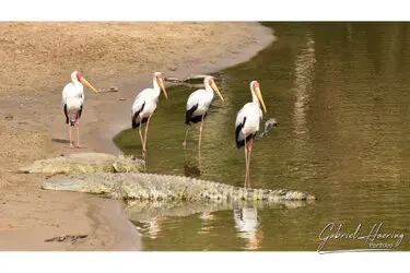 Crocodile with stork in Serengeti National Park, Tanzania, photographed during a guided photographic safari.