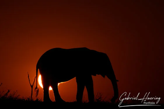 Elephant - A collection of pictures taken during photographic safaris in different african countries and national parks