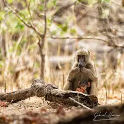 Mum and cub monkey in Mana Pools National Park, ZImbabwe photographed during a guided photographic safari.