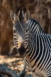 Zebra portrait in Mana Pools National Park, Zimbabwe, photographed during a guided photographic safari.
