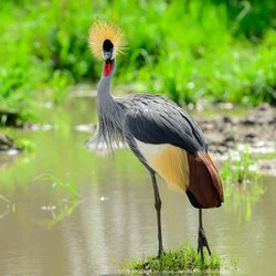 During the green season or shoulder season there are great birding opportunities in Tanzania