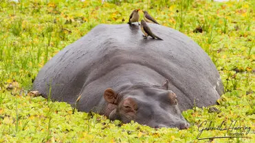 During a photographic safari in Nyerere National Park (former Selous Game Reserve) you can do either bird watching or enjoy the river on a boat observing all sort of animals