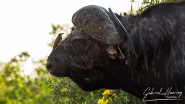 During a photographic safari in Nyerere National Park (former Selous Game Reserve) you can do either bird watching or enjoy the river on a boat observing all sort of animals