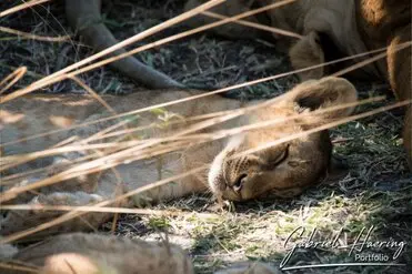 During a photographic safari in Nyerere National Park (former Selous Game Reserve) you can do either bird watching or enjoy the river on a boat observing all sort of animals