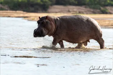 During a photographic safari in Nyerere National Park (former Selous Game Reserve) you can do either bird watching or enjoy the river on a boat observing all sort of animals